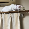 の写真