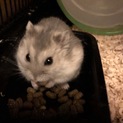 里親になってくださる方募集しております