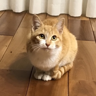 募集一時停止6ヶ月くらいの白茶の兄妹 妹の福ちゃん