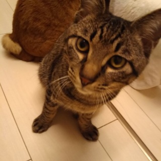 募集を一時停止します。