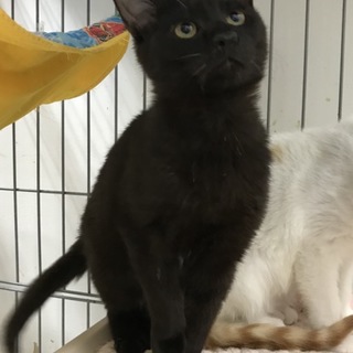 黒猫の女の子、ももえちゃん