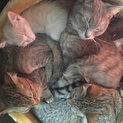 子猫達