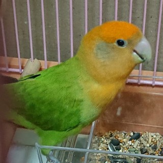 コザクラインコ　オレンジ&グリーン