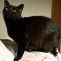 ワクチン避妊済おっとり黒猫ちゃん