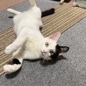 慣れて可愛いクラン君