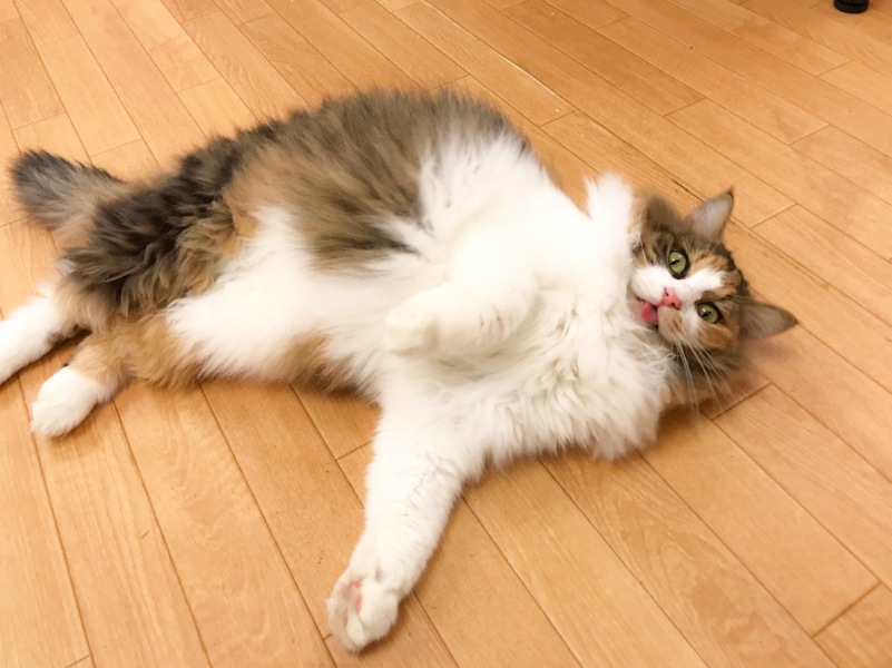 もふもふペルシャ系雑種♪」埼玉県 - 猫の里親募集(244312) 5枚目の