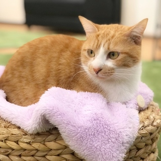お口とお鼻まわりの模様がまんまる♪ ソラくん