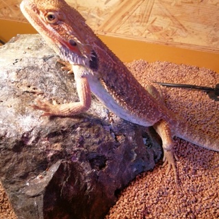 フトアゴヒゲトカゲ譲ります」兵庫県 - 爬虫類・他の里親募集(250397