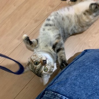 2.23藤井寺市譲渡会参加猫　麦わら　からしちゃん