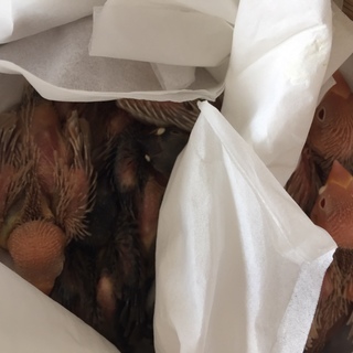 文鳥の里親募集