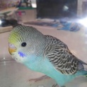里親募集します。（セキセイインコ）