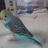 里親募集します。（セキセイインコ） サムネイル3