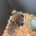 ハムスター9匹