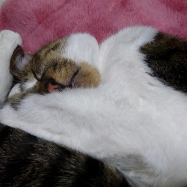 モモタロス(^^ゞのカバー写真