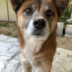 動物愛護ボランティアオアシスの会　里親会