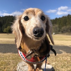 動物愛護ボランティアオアシスの会　里親会 サムネイル3
