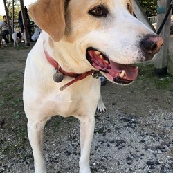 動物愛護ボランティアオアシスの会　里親会