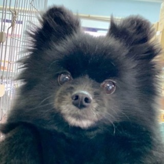 ポメラニアンの女の子