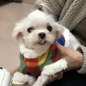 マルチーズのポッキー君
