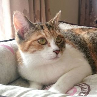 元気いっぱい小柄な三毛猫ミファちゃん