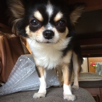 オラン