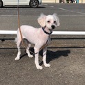 マルチーズとトイプードルのミックス メス 5才