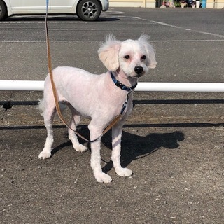 マルチーズとトイプードルのミックス メス 5才