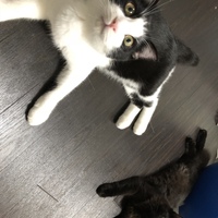 もなか