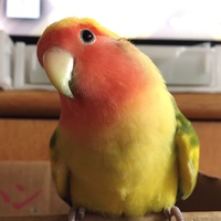抹茶