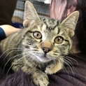 キジトラ兄妹子猫  ハルカ&カナタ