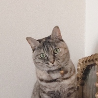 ミーコ