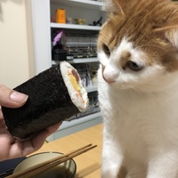 森本ハク