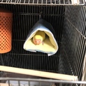 里親応募ありがとうございました。