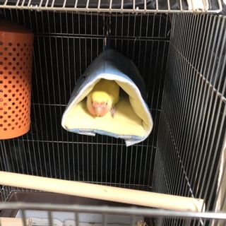 里親応募ありがとうございました。