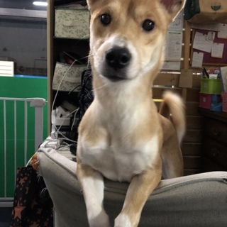 ペコちゃん 里親さん募集中