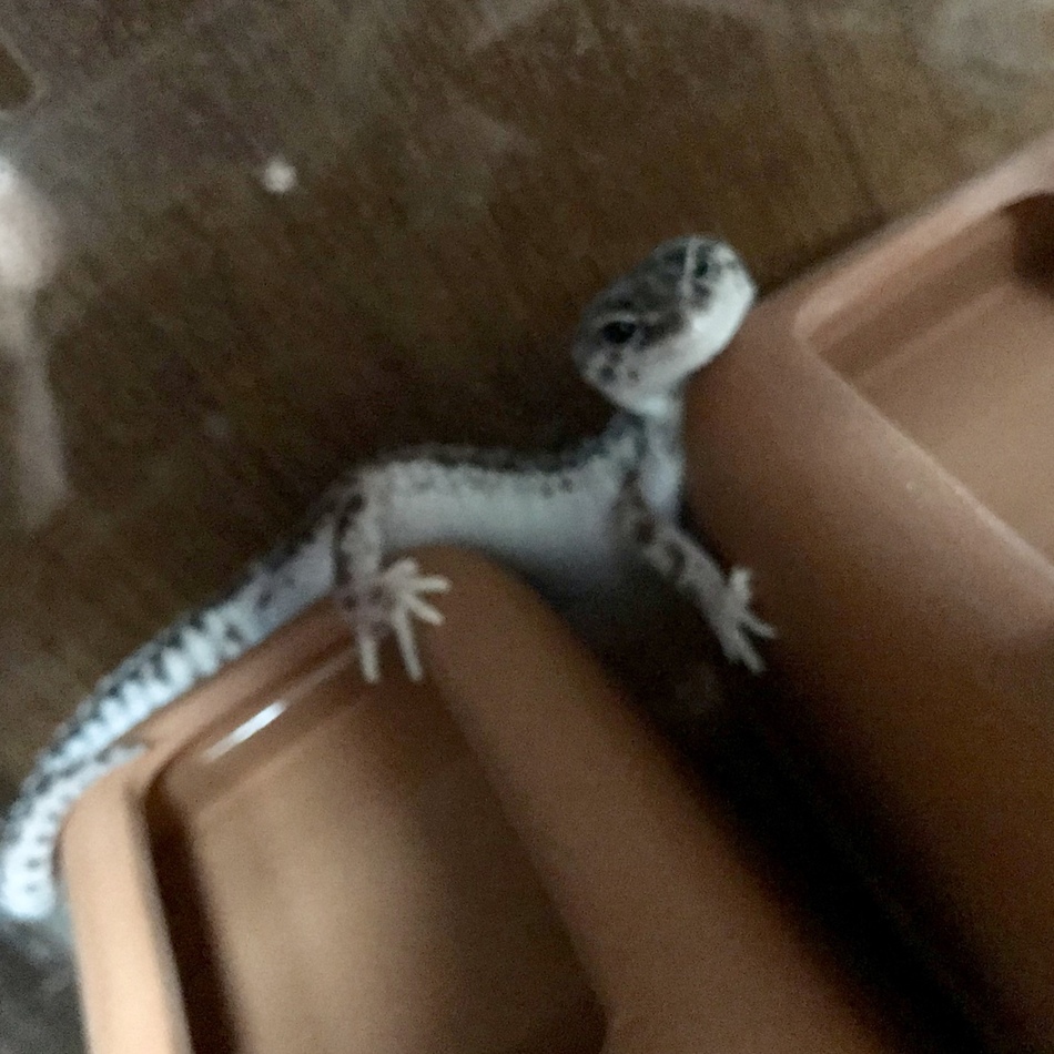 マロのカバー写真