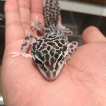 あったかい手の上でぺったり