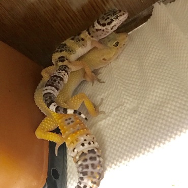 兄弟？？