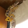 兄弟？？