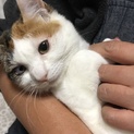 人慣れ抜群の甘えん坊☆はなちゃん