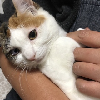 人慣れ抜群の甘えん坊☆はなちゃん