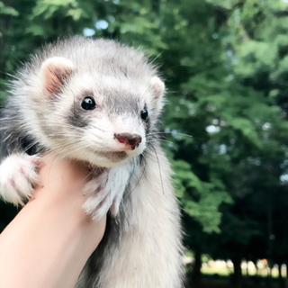 女の子フェレットちゃん里親募集