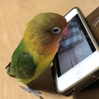 ボタンインコ里親募集