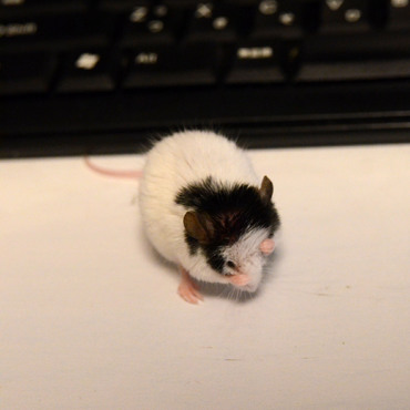 顔わしゃわしゃ。