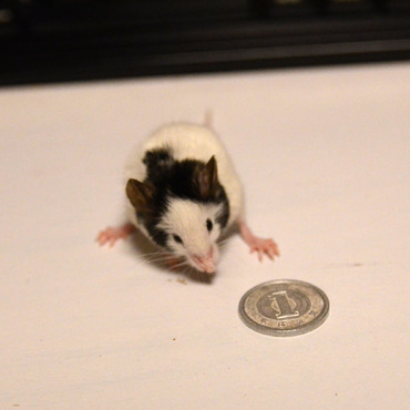 月齢2ヶ月体長約4cm。