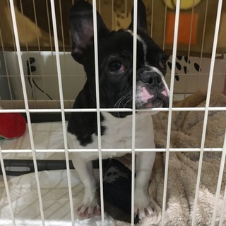 急募‼︎人懐っこいフレンチブルドッグ子犬