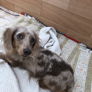 そよちゃん♀　推定5才