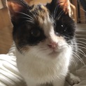 三毛猫もっち