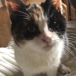 三毛猫もっち