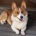 コーギーのオスで活発です！